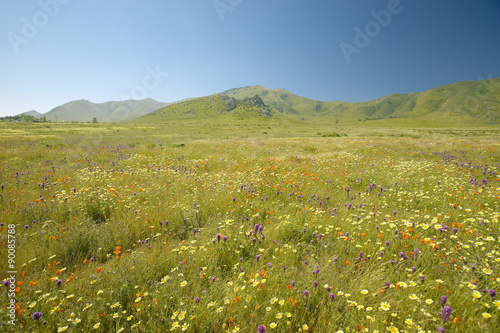 Fotografia, Obraz Bright spring yellow flowers, desert gold and California poppies near mountains