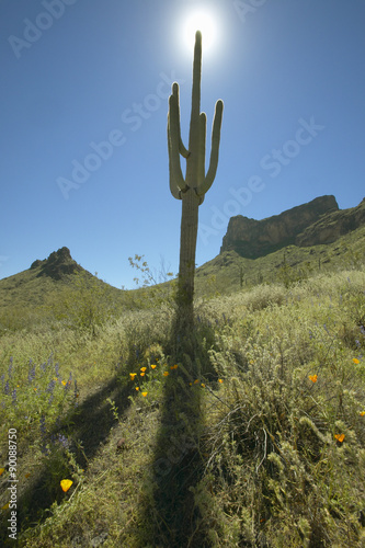 Fotografia, Obraz View towards sun of a saguaro cactus and hillside mountains in spring bloom with