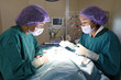© nimon_t - two veterinarian surgeons in operating room