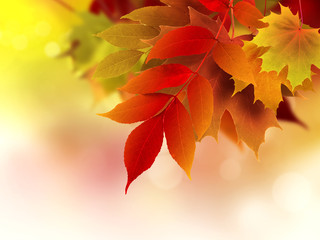 Canvas Print - autumn background