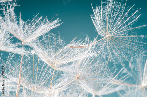 odlot-spadochrony-pustblume-na-starcie