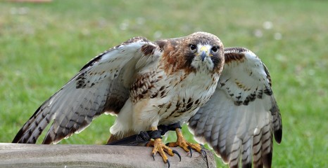 Rotschwanzbussard