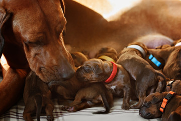 dog licks her newborn cute little puppy