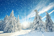 canvas print picture - zauberhafter Winterwald