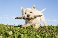 West Highland White Terrier A Very Good Looking Dog