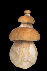 three above one another boletus edulis isolated on black backgro