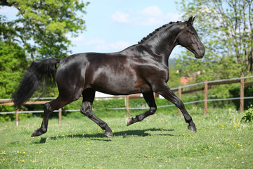 Wall Mural - Amazing black dutch warmblood running