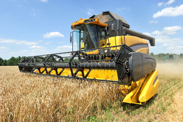 Combine harvests wheat on a field in sunny summer day