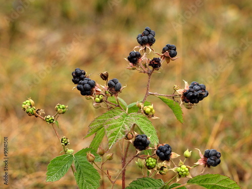 Kratzbeere, Gotlland Brombeere - wird auf Gotland Weihnachten auf Pfannkuchen ge Принти на полотні