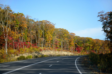 Wall Mural - Road in autumn forest