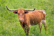 Brown Longhorn Cow