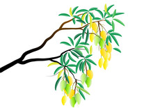 Mango Tree Branch With Fruit On White Background,Vector Illustration
