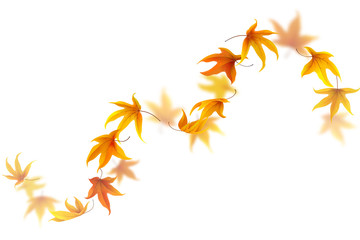 Wall Mural - curve of falling and spinning autumn maple leaves isolated on white