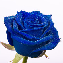 Beautiful Blue Rose With Water Drops