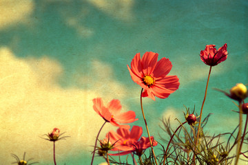 Wall Mural - vintage cosmos flower - paper art texture, nature background