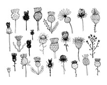 Agrimony Plants Collection, Sketch For Your Design