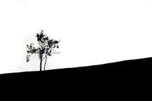 Black And White Silhouette Of Lonely Tree