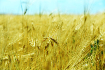 Poster - Beautiful summer field