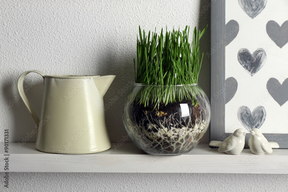 Transparent pot with fresh green grass on shelf