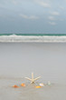 © tope007 - Starfish and shells on sandy beach