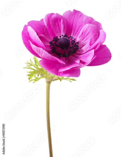 Cuadros en Lienzo Red Anemone coronaria on a white background