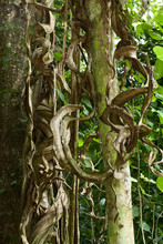 Vine, Large Forest Vine Climbing To A Tree In Deep Forest, Thailand