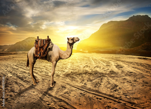 Naklejka dekoracyjna Camel in desert