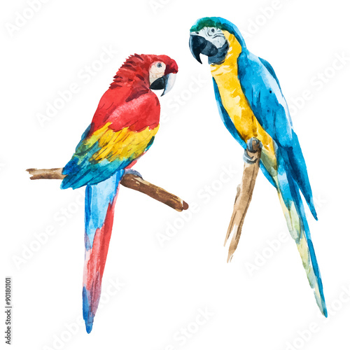 kolorowe-papugi-na-bialym-tle