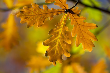 Wall Mural - autumn yellow dry oak