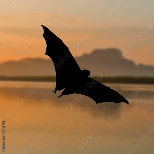 Bats flying at sunset Stock Photo Adobe Stock