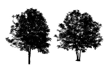 Wall Mural - set of two trees silhouettes isolated on white background with c