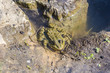 nasty frog in pond