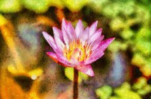 Pink Waterlilly Impressionism Painting Illustration