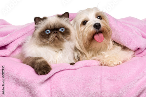 Naklejka dekoracyjna Young persian cat and a happy havanese dog lying on a bedspread