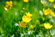 Yellow Buttercup In Green Grass