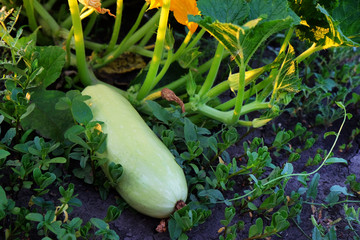 Poster - Fresh vegetable marrow in garden