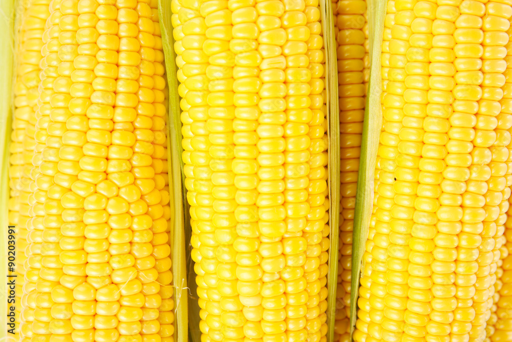 Heap of fresh corn close up