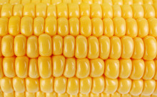 Fresh Corn Close Up