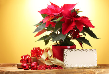 Wall Mural - beautiful poinsettia in flowerpot, postcard, gifts and Christmas balls on wooden table on yellow background