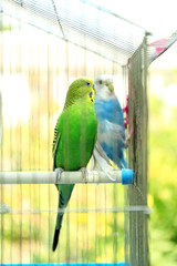 Wall Mural - Cute colorful budgies in cage, outdoors