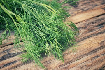 Wall Mural - Fresh dill