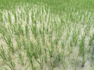 Rice fields in the countryside