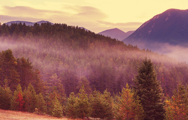 Wall Mural - Fog in the forest