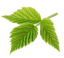 Detailed Raspberry Leaves Close-up Isolated On A White Background
