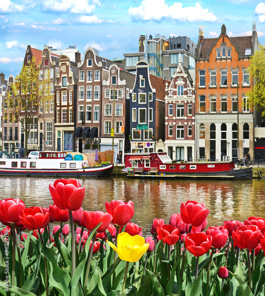 Beautiful landscape with tulips and houses in Amsterdam, Holland - obrazy, fototapety, plakaty 