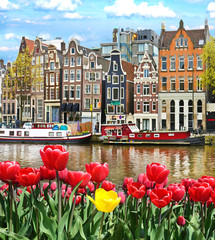 beautiful landscape with tulips and houses in amsterdam, holland