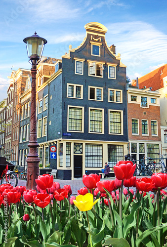 Plakat Piękny krajobraz z tulipanami i domami w Amsterdam, Holandia