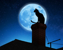 Cat On A Roof.