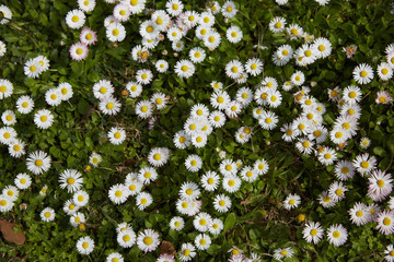 Wall Mural - daisies in a meadow in Spain