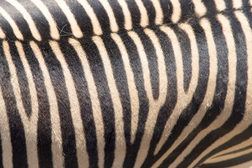 Sticker - Detail of a black and white stripes on a zebra skin